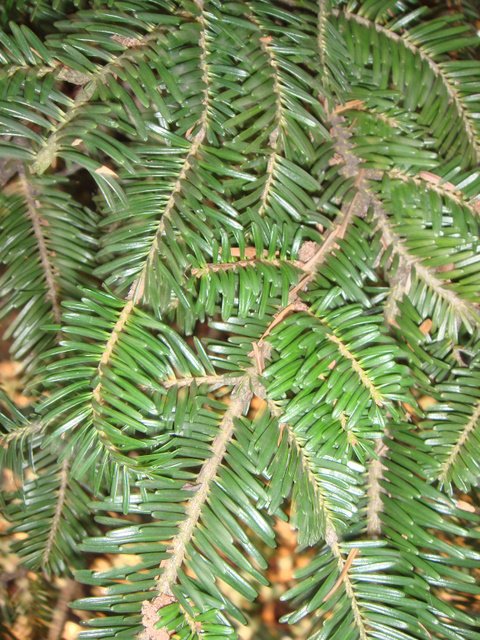 Abies alba rameau